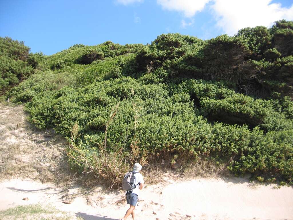 Imagem de Juniperus oxycedrus subsp. macrocarpa (Sibth. & Sm.) Ball
