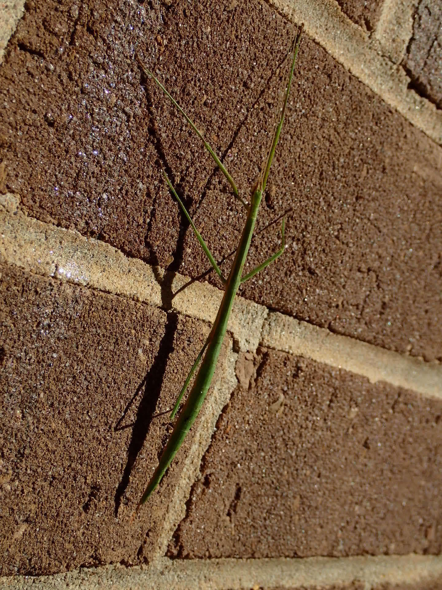 Image of Manomera blatchleyi (Caudell 1905)