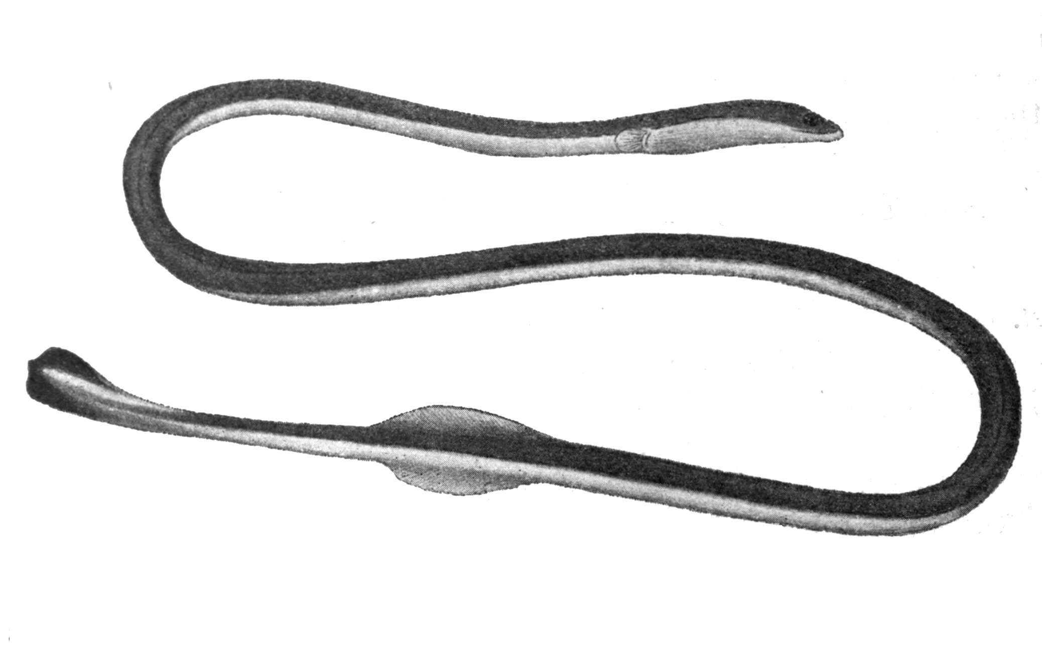Image of Bicolor spaghetti eel