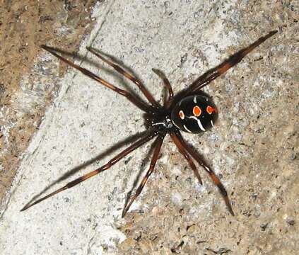 Latrodectus variolus Walckenaer 1837的圖片