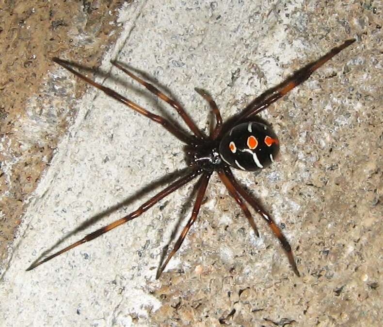 Plancia ëd Latrodectus variolus Walckenaer 1837