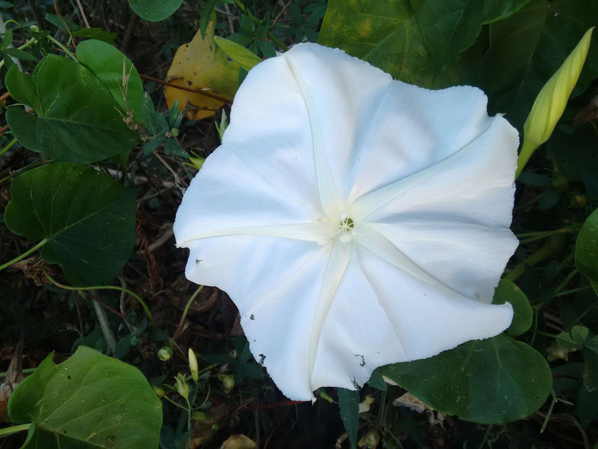 Image of Moonflower or moon vine