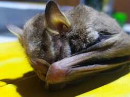 Image of Salvin's Big-eyed Bat