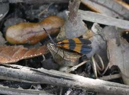 Image of Banded Net-winged Beetle