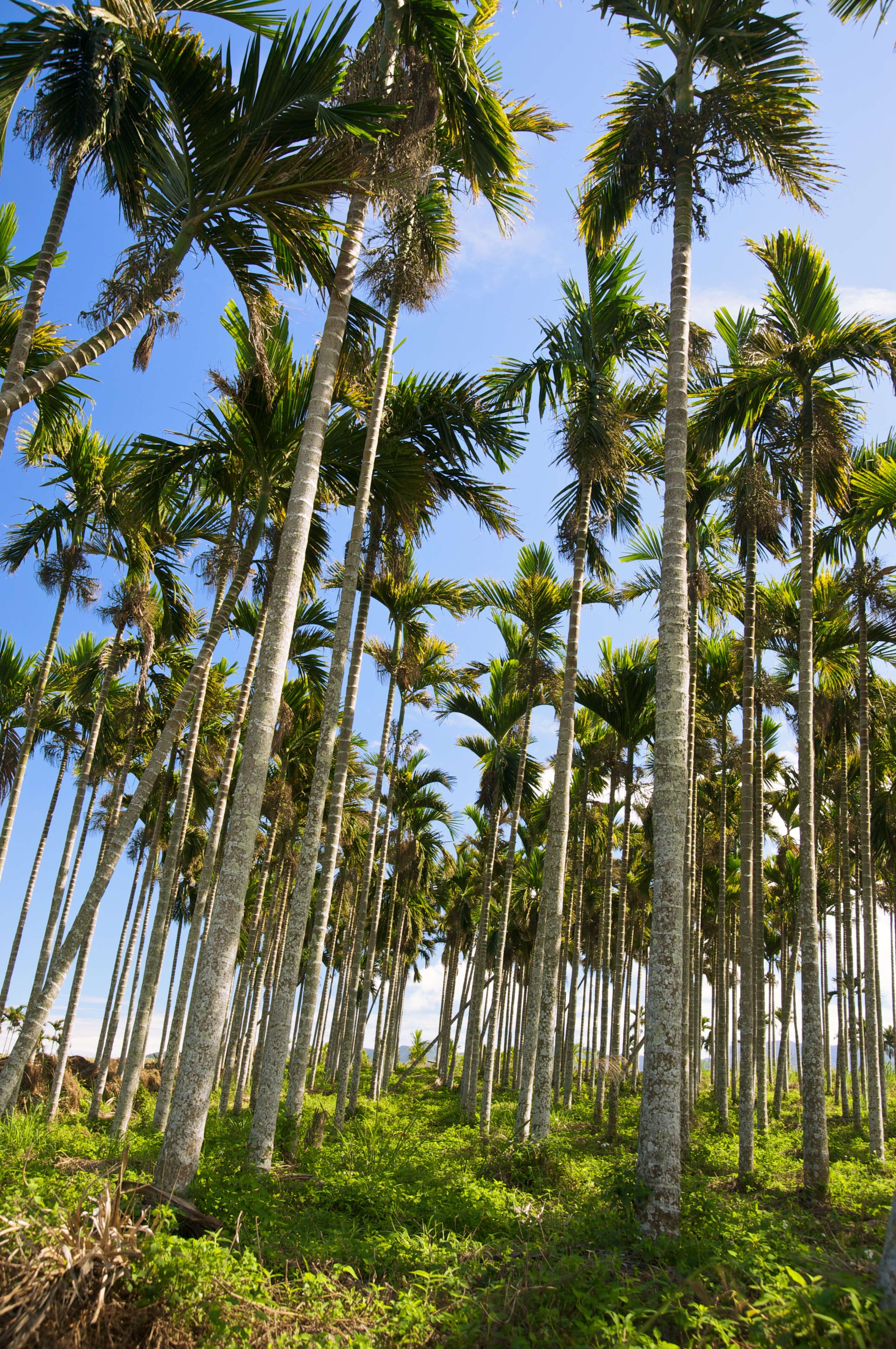 Image of betel palm