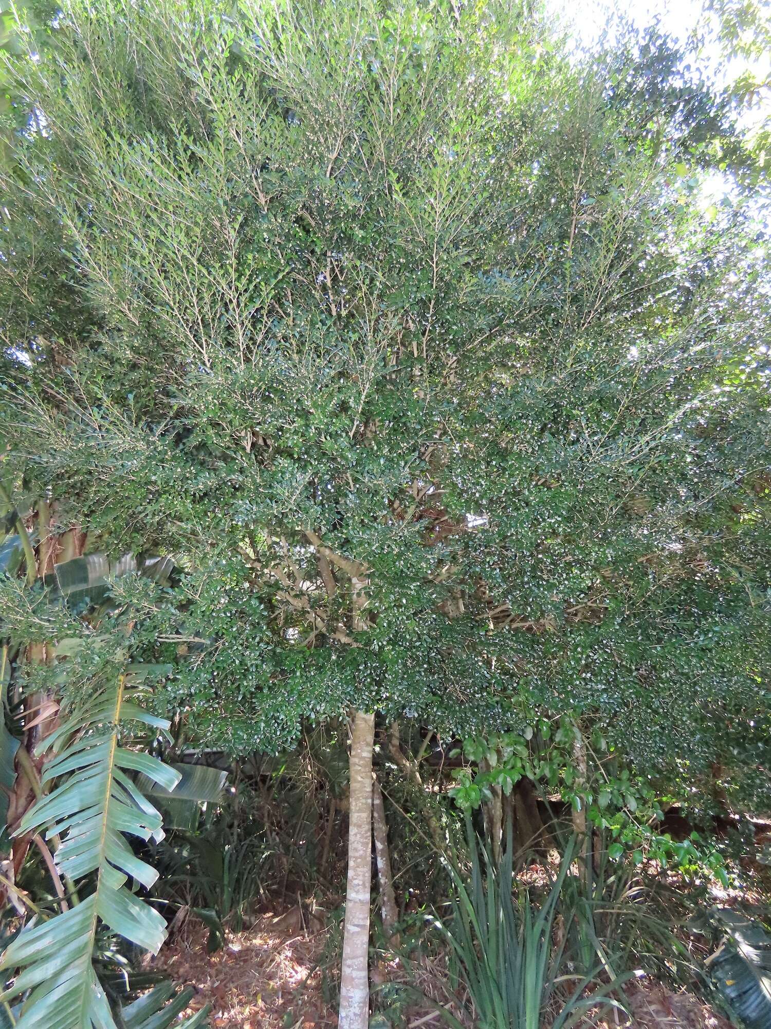 Image of Diospyros natalensis (Harv.) Brenan