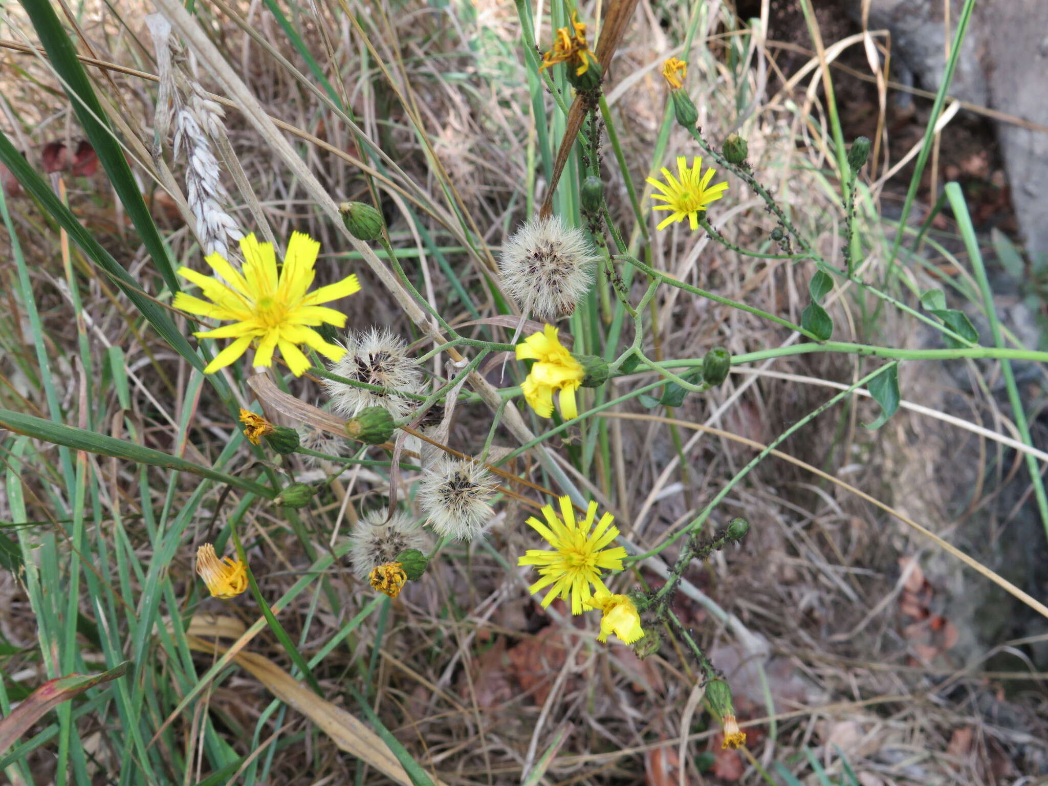 Image of New England hawkweed