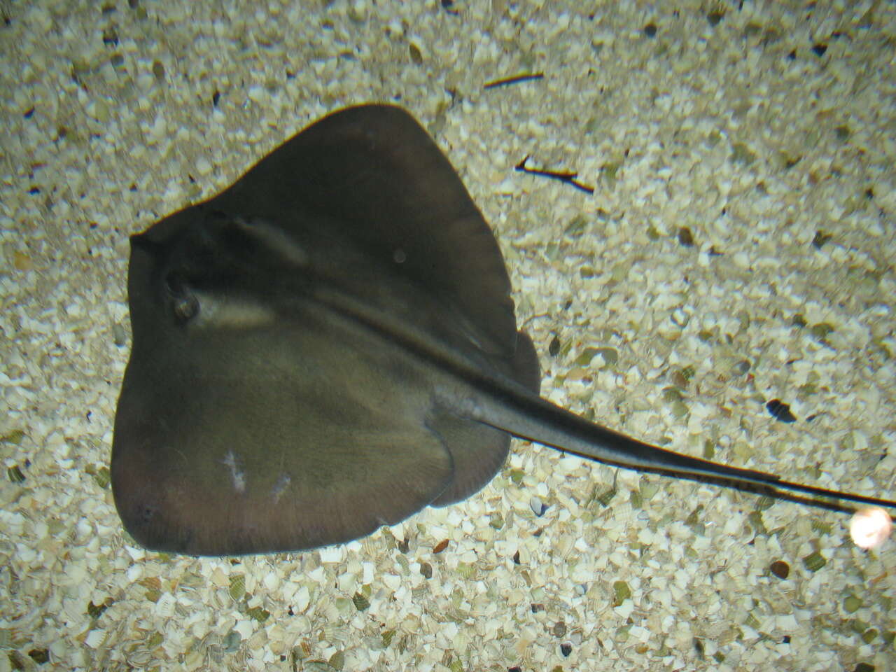 Image of Common Stingray