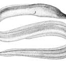 Image de Anguille serpent