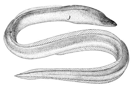 Image of Freshwater snake-eel