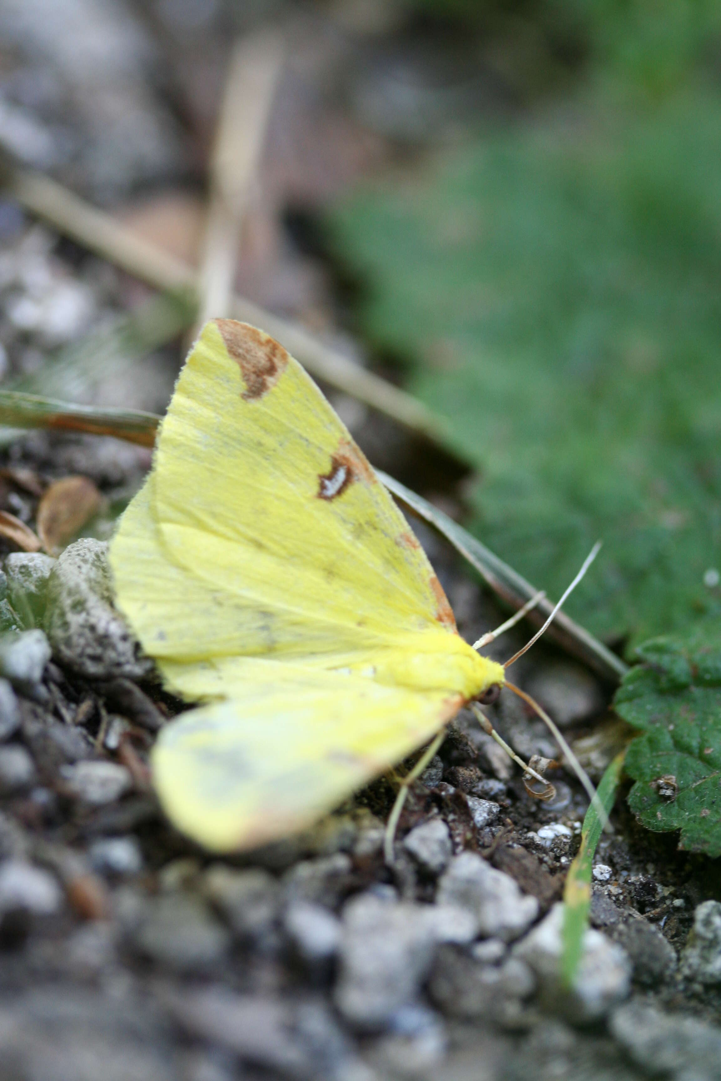 Image de citronelle rouillée