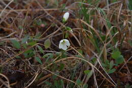 Claytonia tuberosa Pall. ex Willd. resmi