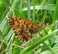 Image of Boloria dia