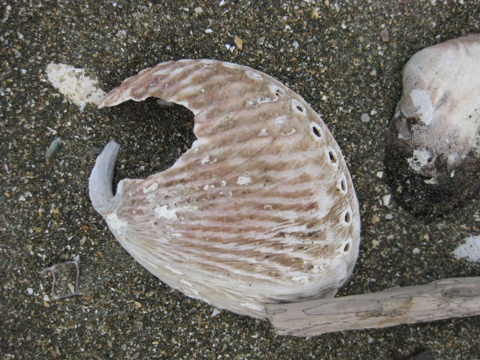 Image of silver abalone