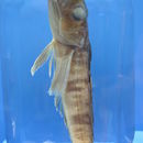 Image of Mackerel icefish