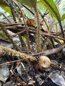 Image de Elaphoglossum paleaceum (Hook. & Grev.) Sledge