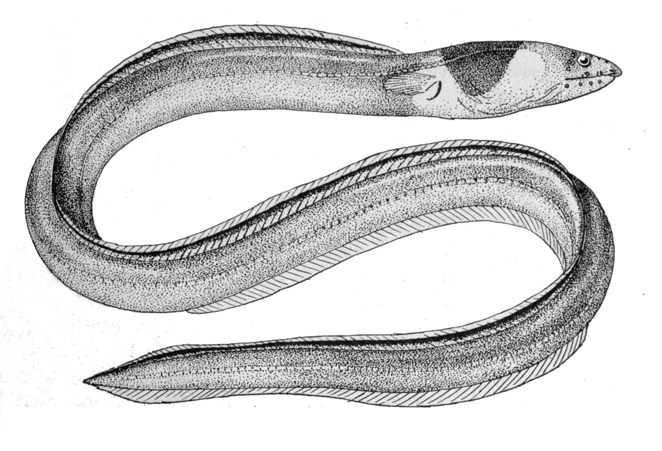 Image of Black-neck snake eel