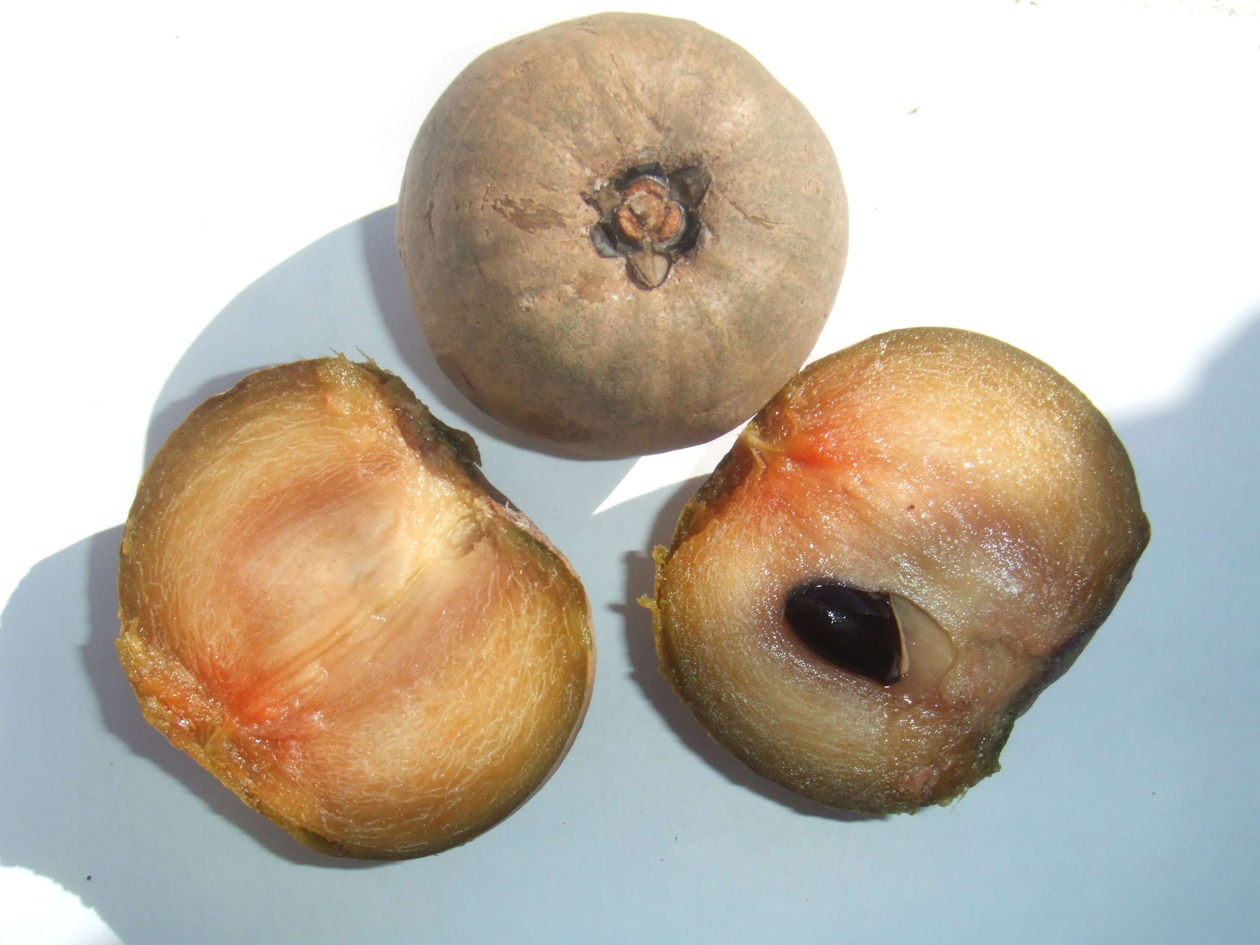 Image of sapodilla