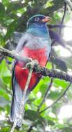 Image of Lattice-tailed Trogon