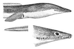 Image of Cirrhimuraena