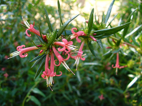 Image of coughbush
