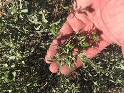 Image of triangle bur ragweed