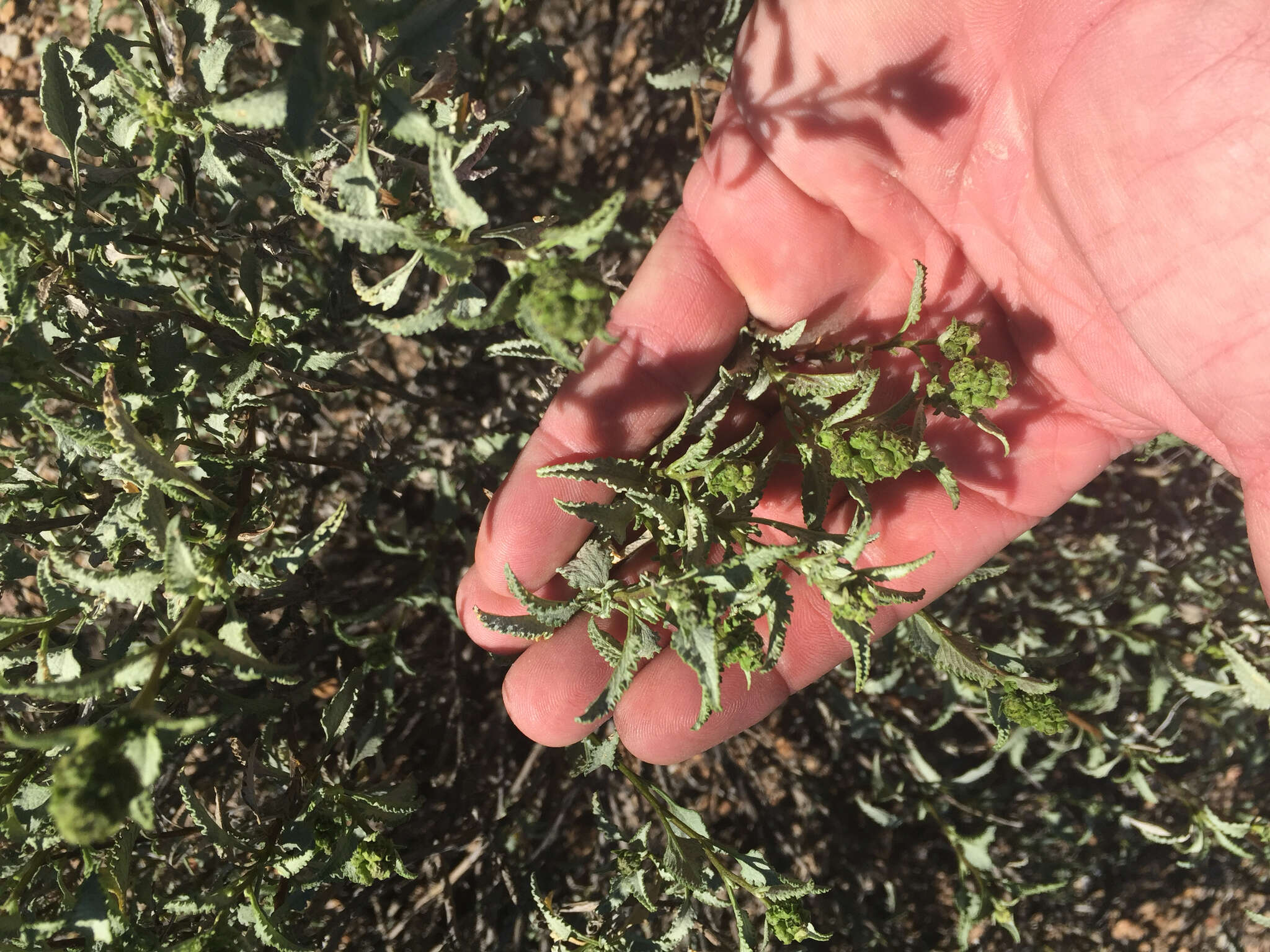 Image of triangle bur ragweed