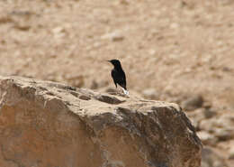 Image of White-crowned Black Wheatear