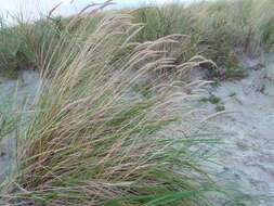 Image of European beachgrass