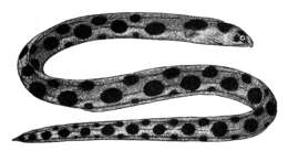 Image of Spotted snake eel