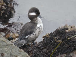 Image of Bucephala Baird & SF 1858