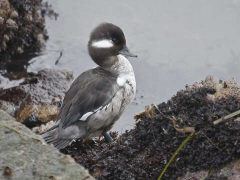 Image de Bucephala Baird & SF 1858