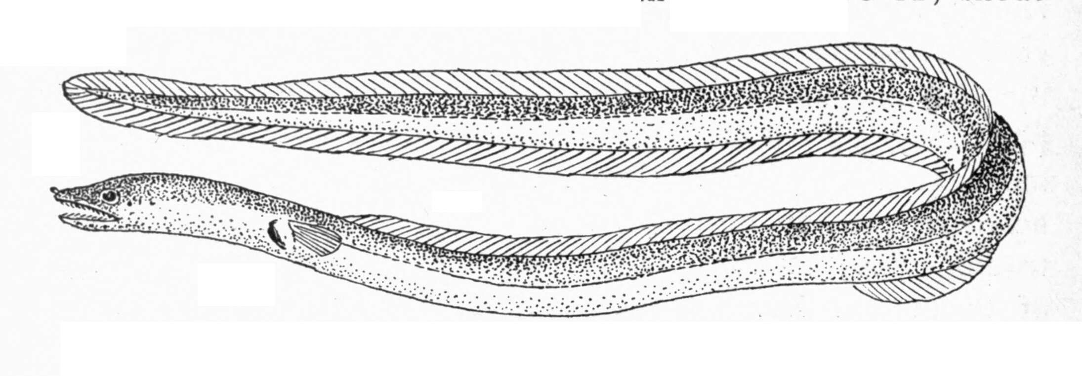 Image of Ordinary snake eel