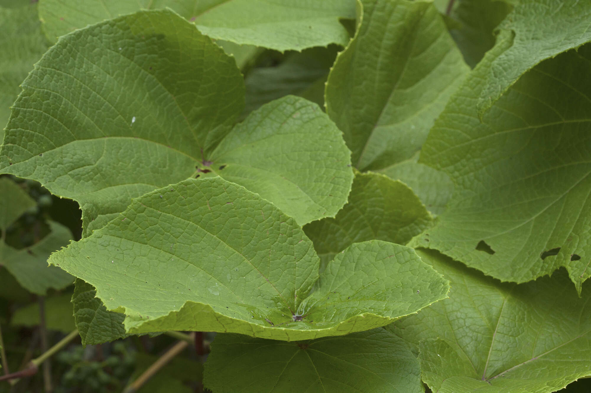 Plancia ëd Vitis coignetiae Pulliat ex Planchon