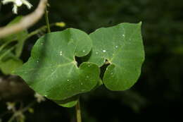 Image of Trellis-vine