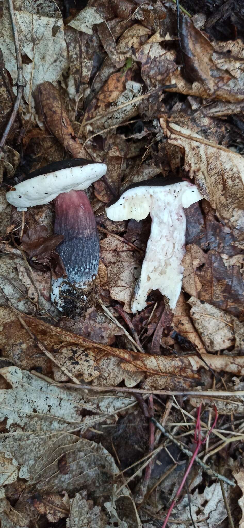 Image of Boletus violaceofuscus W. F. Chiu 1948