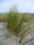 Image of European beachgrass