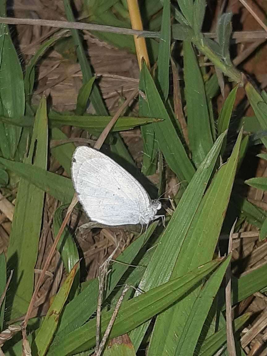 Image of Eurema elathea (Cramer (1777))