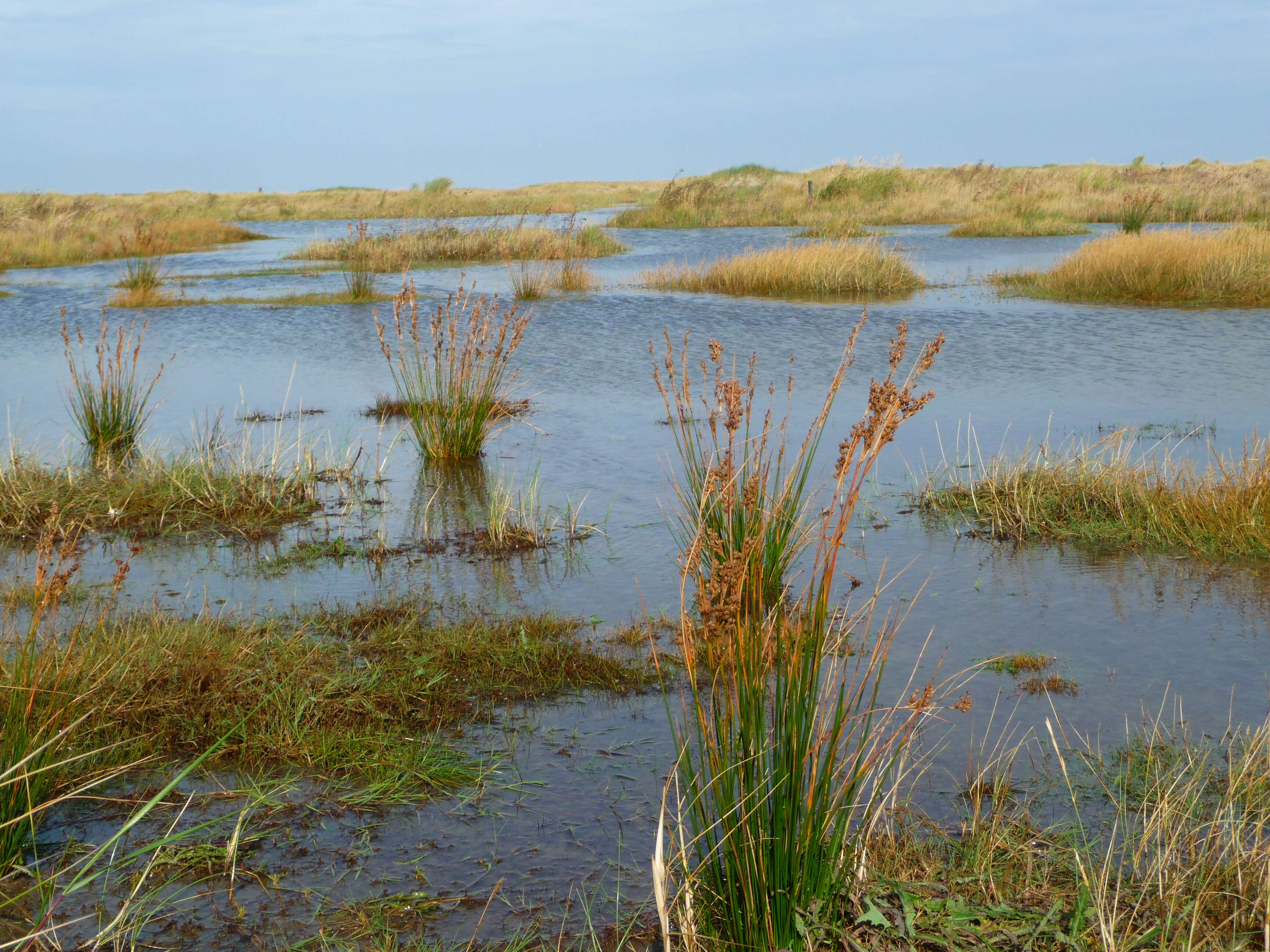 Image of sea rush