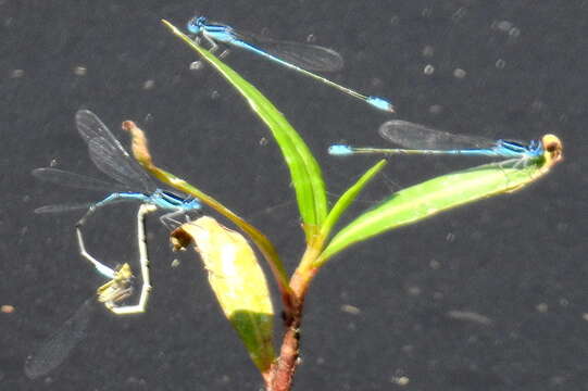 Image of Black-tailed Bluet