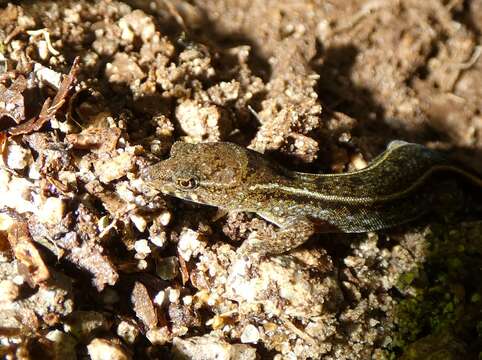 Image of Litter Gecko