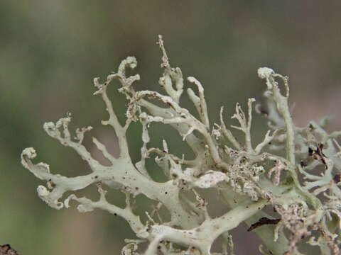 Image of cartilage lichen