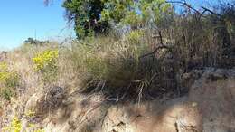 Image of foothill needlegrass