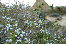 Image of California Juniper