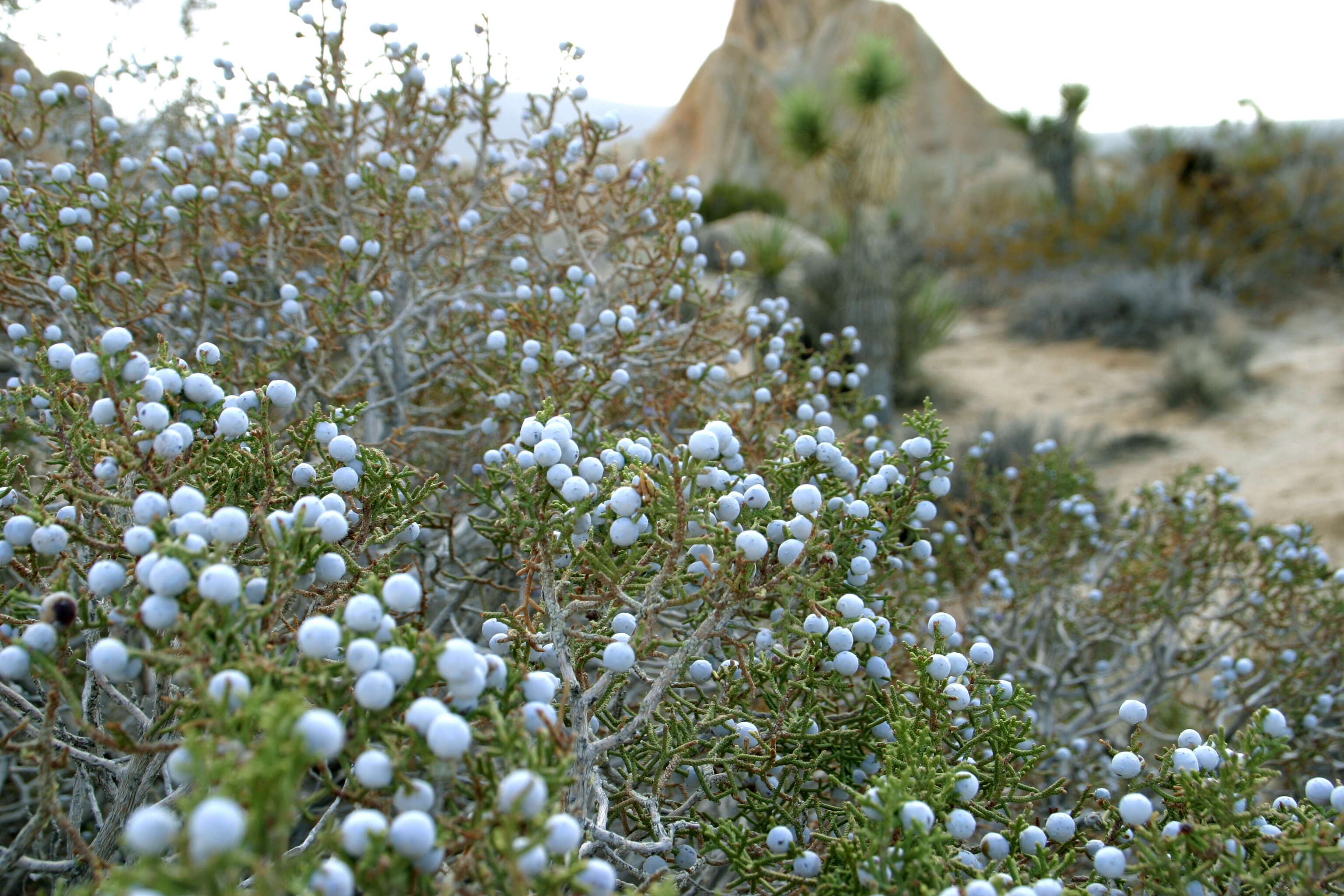 Image of California Juniper