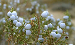 Imagem de Juniperus californica Carrière