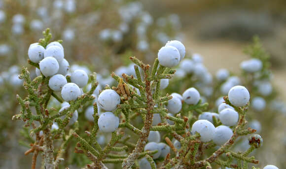 Imagem de Juniperus californica Carrière