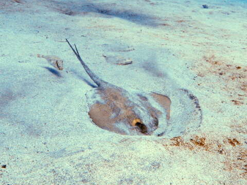 Image of Common Stingray