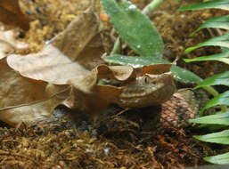 Image of Dunn's Hognose Viper