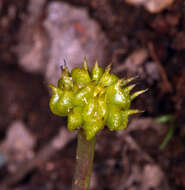 Ranunculus alismifolius var. alismellus A. Gray resmi